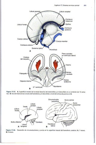 Embriologia Lagman 11 Edicion