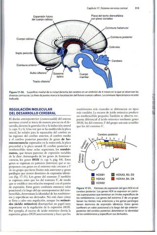 Embriologia Lagman 11 Edicion