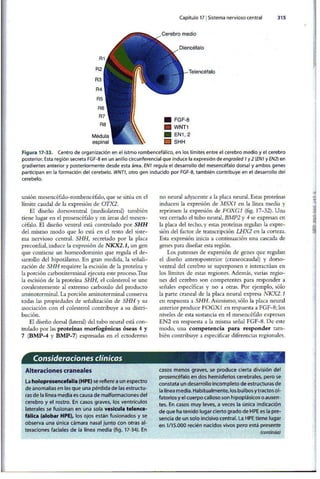 Embriologia Lagman 11 Edicion