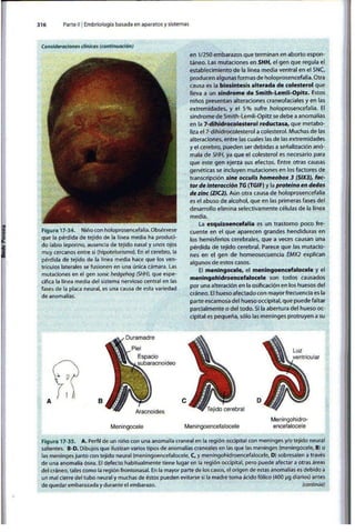 Embriologia Lagman 11 Edicion