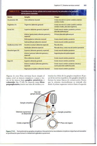 Embriologia Lagman 11 Edicion