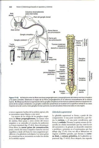 Embriologia Lagman 11 Edicion