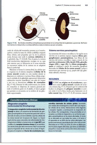 Embriologia Lagman 11 Edicion