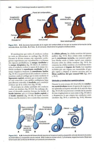 Embriologia Lagman 11 Edicion