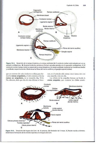 Embriologia Lagman 11 Edicion