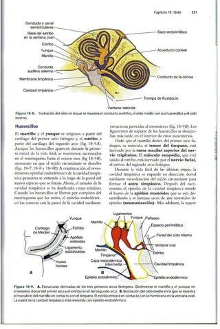 Embriologia Lagman 11 Edicion