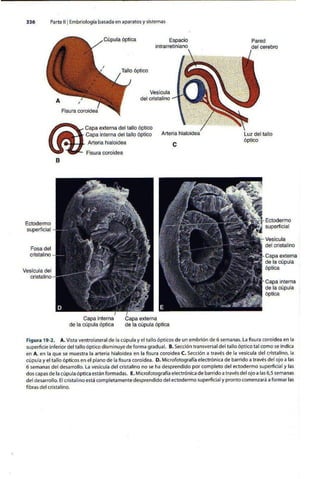 Embriologia Lagman 11 Edicion