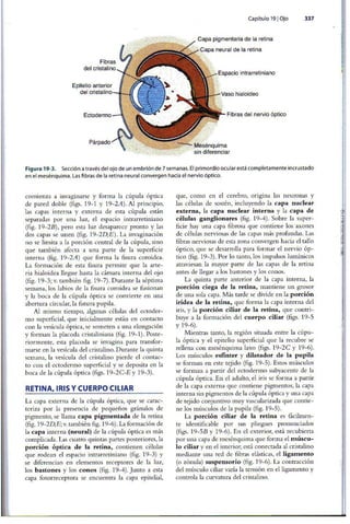 Embriologia Lagman 11 Edicion