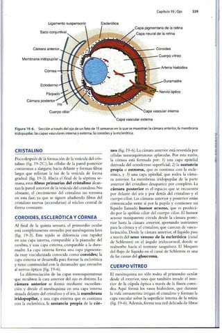 Embriologia Lagman 11 Edicion
