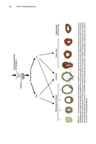 Embriologia Lagman 11 Edicion