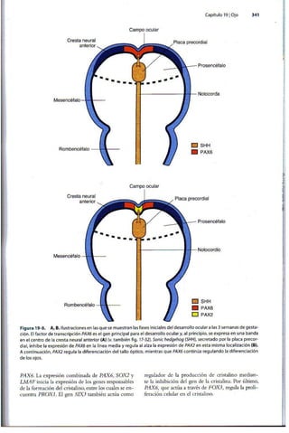 Embriologia Lagman 11 Edicion