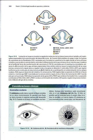 Embriologia Lagman 11 Edicion