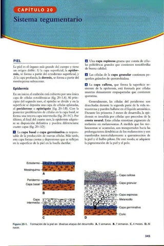 Embriologia Lagman 11 Edicion