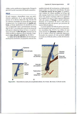 Embriologia Lagman 11 Edicion