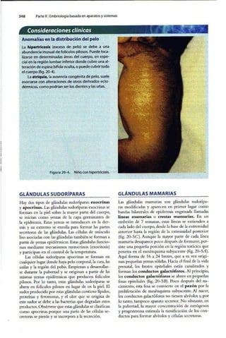 Embriologia Lagman 11 Edicion