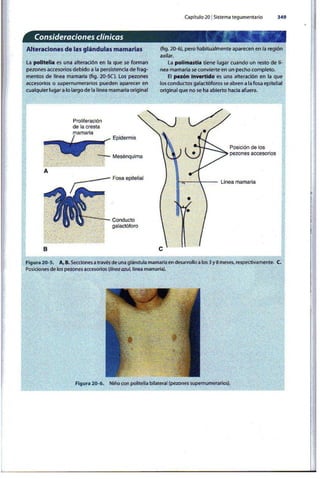 Embriologia Lagman 11 Edicion