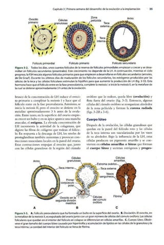 Embriologia Lagman 11 Edicion