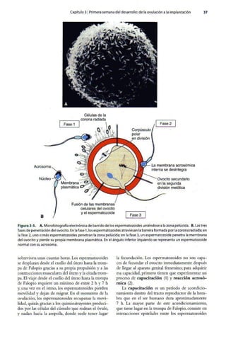 Embriologia Lagman 11 Edicion