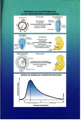 Embriologia Lagman 11 Edicion