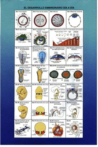 Embriologia Lagman 11 Edicion