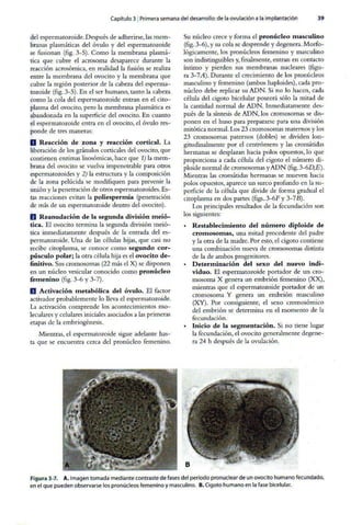 Embriologia Lagman 11 Edicion