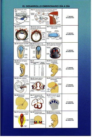 Embriologia Lagman 11 Edicion
