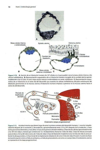 Embriologia Lagman 11 Edicion