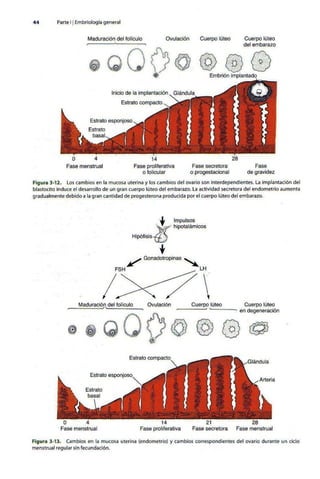 Embriologia Lagman 11 Edicion