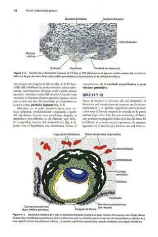 Embriologia Lagman 11 Edicion