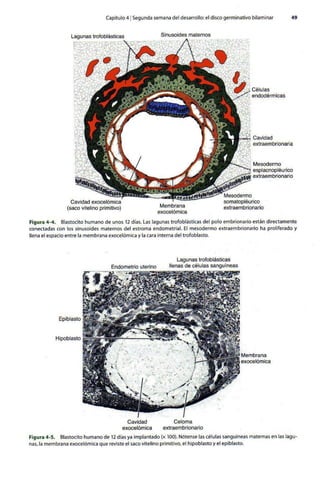 Embriologia Lagman 11 Edicion