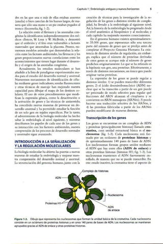 Embriologia Lagman 11 Edicion