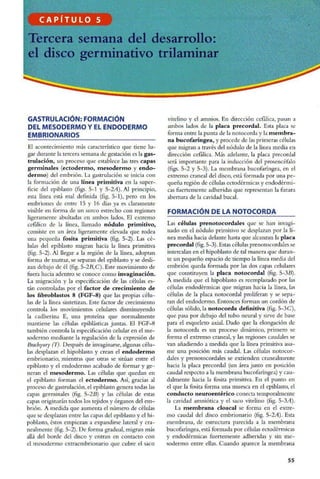 Embriologia Lagman 11 Edicion