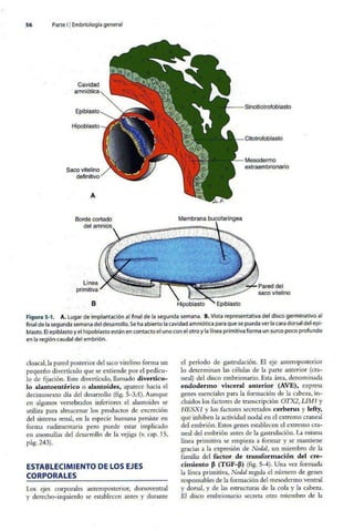 Embriologia Lagman 11 Edicion