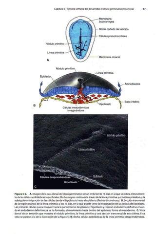 Embriologia Lagman 11 Edicion
