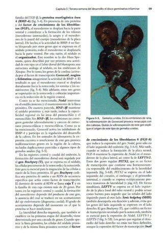 Embriologia Lagman 11 Edicion