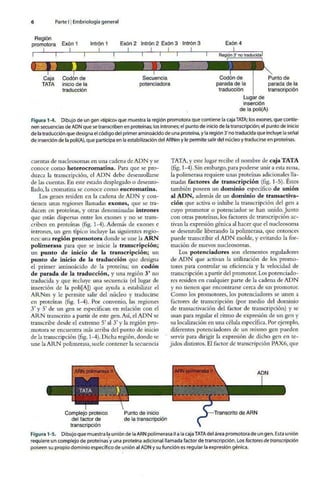 Embriologia Lagman 11 Edicion