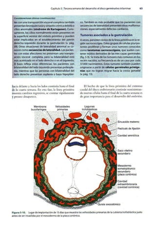 Embriologia Lagman 11 Edicion