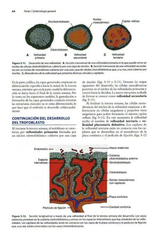 Embriologia Lagman 11 Edicion