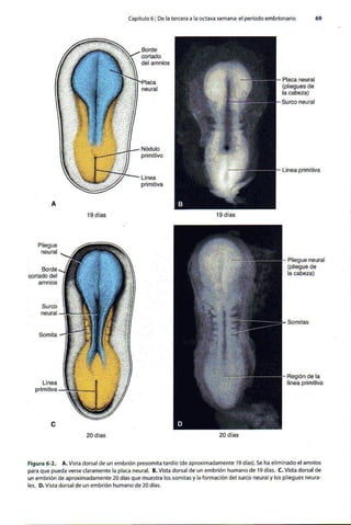 Embriologia Lagman 11 Edicion