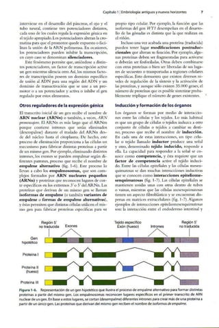 Embriologia Lagman 11 Edicion