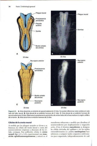 Embriologia Lagman 11 Edicion