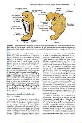 Embriologia Lagman 11 Edicion