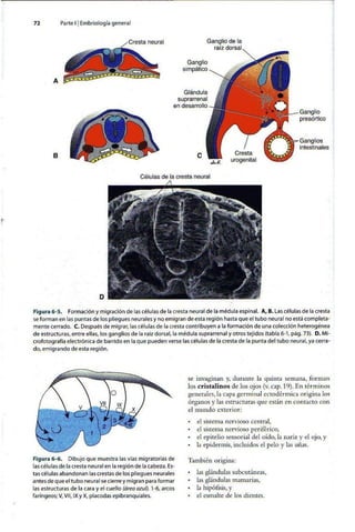 Embriologia Lagman 11 Edicion