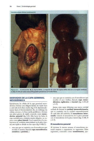 Embriologia Lagman 11 Edicion