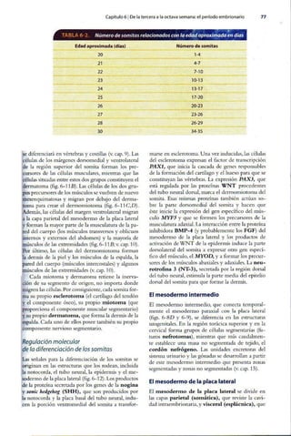 Embriologia Lagman 11 Edicion