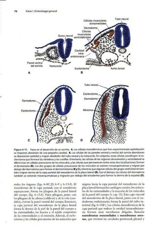 Embriologia Lagman 11 Edicion