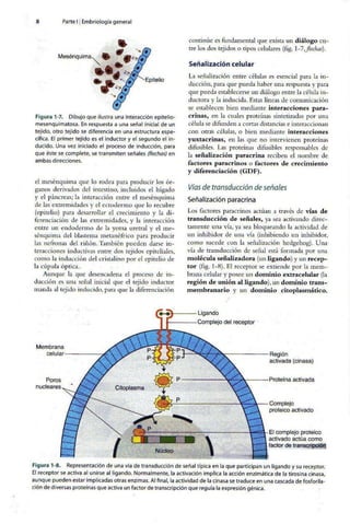 Embriologia Lagman 11 Edicion