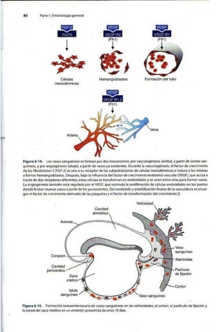 Embriologia Lagman 11 Edicion
