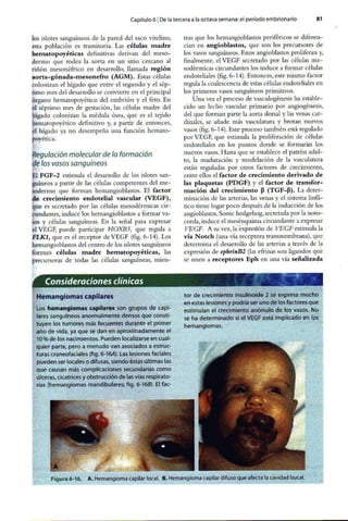 Embriologia Lagman 11 Edicion