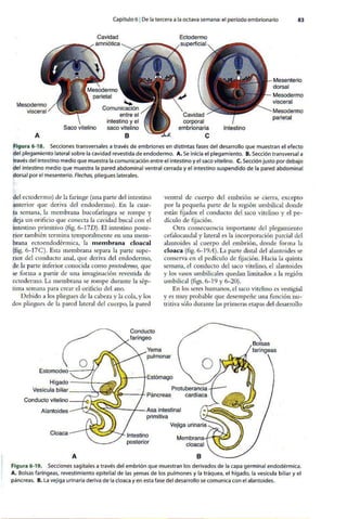 Embriologia Lagman 11 Edicion